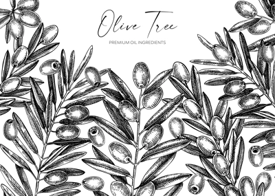 Olive branch background. Vector banner design with leaves and fruits sketches in vintage style. Vegetable oil ingredients illustration isolated on white. Olive plant template for print and packaging
